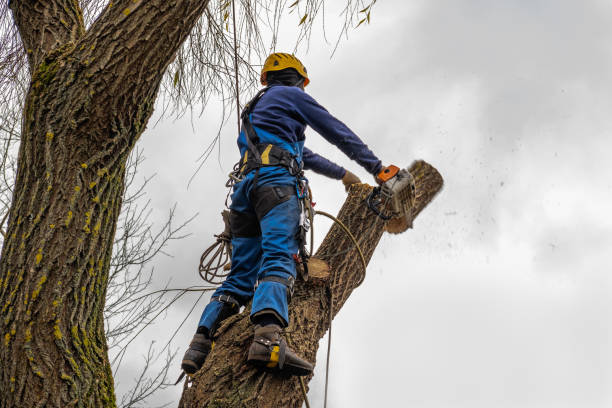 Best Tree Health Inspection  in , AR