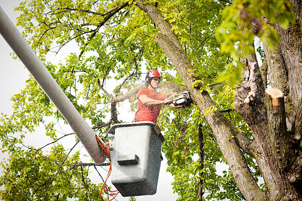 Best Stump Grinding and Removal  in , AR